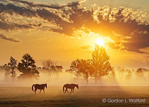 Two Horses In Misty Sunrise_28041,3.jpg - Photographed near Smiths Falls, Ontario, Canada.